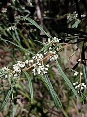 Logania albiflora