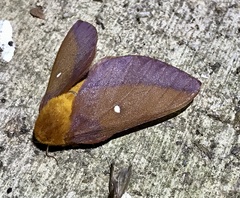 Anisota pellucida