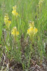 Linaria incompleta