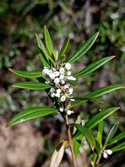 Logania albiflora