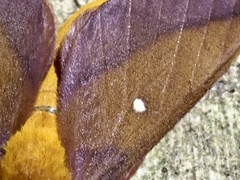 Anisota pellucida
