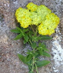 Helichrysum schimperi