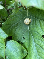 Cepaea nemoralis