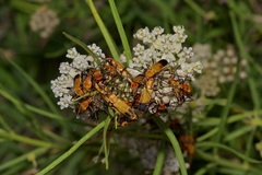 Chauliognathus discus