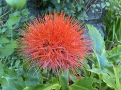 Scadoxus multiflorus katharinae