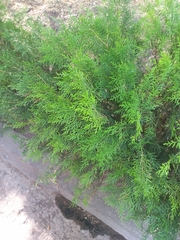 Platycladus orientalis