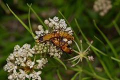 Chauliognathus discus