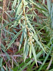 Logania albiflora