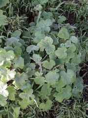 Pelargonium tomentosum