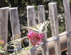 Papilio machaon