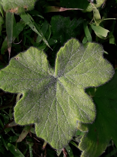 Image of Pelargonium tomentosum by (c) naturewatchwidow, some rights reserved (CC BY)