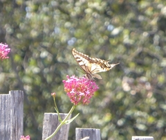 Papilio machaon