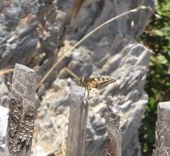 Papilio machaon