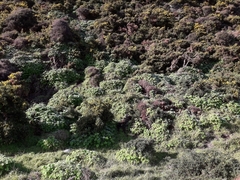 Pelargonium tomentosum