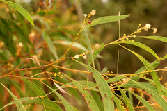 Acacia falcata