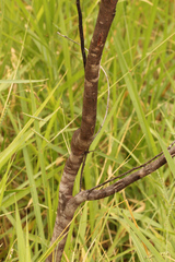 Acacia falcata