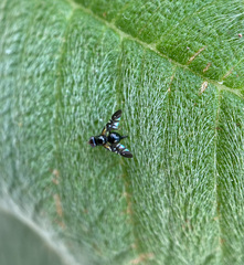 Oxyaciura tibialis