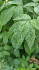 Erysiphe vanbruntiana sambuci-racemosae