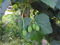 Jatropha curcas