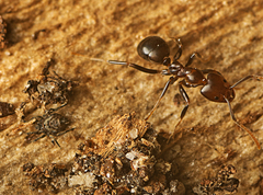 Plasmobatidae