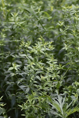 Galium rubioides