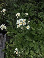 Senecio smithii