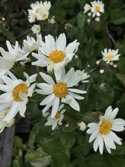Senecio smithii