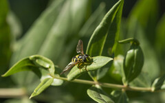 Chrysotoxum intermedium