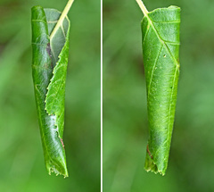Caloptilia elongella
