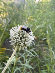 Bombus
