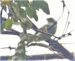 Myiarchus cephalotes