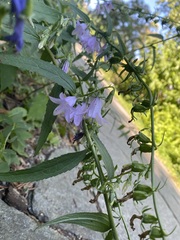 Campanula rapunculoides