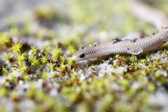 Aprasia striolata