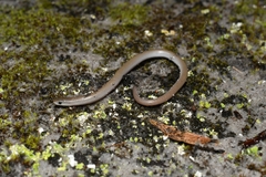 Aprasia striolata
