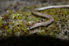 Aprasia striolata