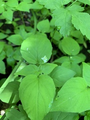 Circaea alpina pacifica