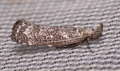 Dichomeris inversella