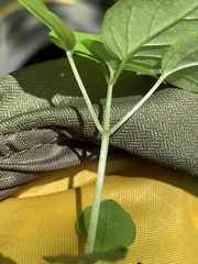 Circaea alpina pacifica