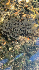 Peltigera gowardii
