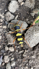 Neoclytus resplendens
