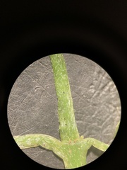 Circaea alpina pacifica