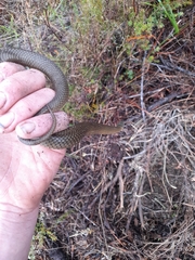 Elapognathus coronatus