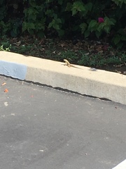 Sceloporus occidentalis