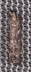 Dichomeris inversella