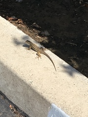 Sceloporus occidentalis