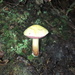 Chalciporus amarellus - Photo (c) anyhtha, some rights reserved (CC BY-NC), uploaded by anyhtha