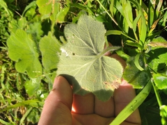 Pelargonium tomentosum