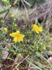 Hibbertia hypericoides hypericoides