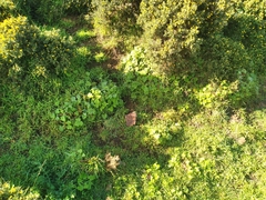 Pelargonium tomentosum
