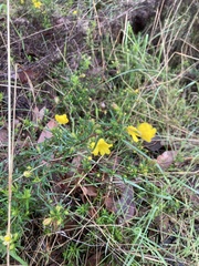 Hibbertia hypericoides hypericoides